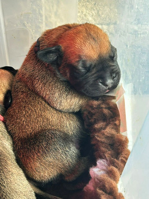 Cucciolo di razza Boerboel cucciolo di razza Boerboels